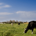 spain milk production