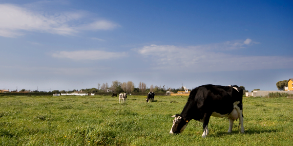 spain milk production
